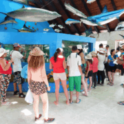 como llegar al oceanario islas del rosario